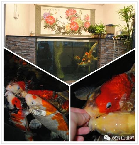 錦鯉魚缸|怎樣挑選錦鯉魚缸